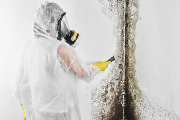 Best Mold Damage Repair  in Maryville, TN
